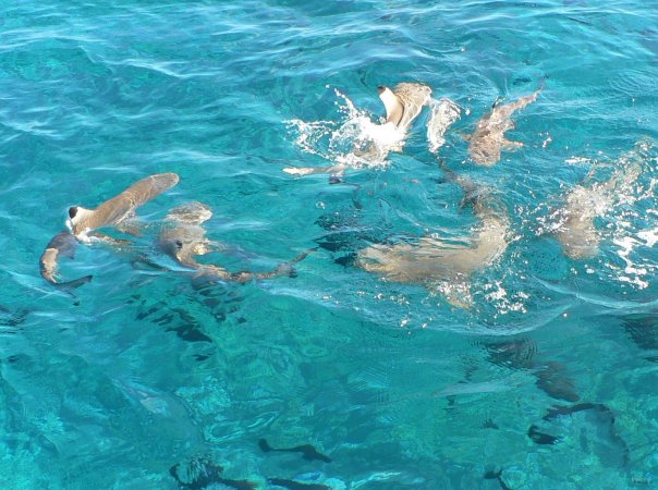 24- Requins devorant nos restes de bonite derriere Imagine 